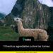 11 hechos agradables sobre las llamas