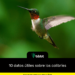 10 datos útiles sobre los colibríes
