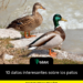 10 datos interesantes sobre los patos
