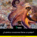 ¿Cuántos corazones tiene un pulpo?