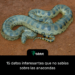 15 datos interesantes que no sabías sobre las anacondas