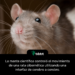 La mente científica controló el movimiento de una rata cibernética utilizando una interfaz de cerebro a cerebro.