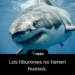 Los tiburones no tienen huesos.