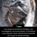 Los canguros no tienen ombligos. Los marsupiales y los monotremas no alimentan a sus crías por nacer a través de la placenta, por lo que no tienen ombligo.