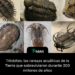 Trilobites: las rarezas acuáticas de la Tierra que sobrevivieron durante 300 millones de años