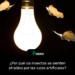 ¿Por qué los insectos se sienten atraídos por las luces artificiales?