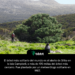 El árbol más solitario del mundo es el abeto de Sitka en la isla Campbell, a más de 170 millas del árbol más cercano. Fue plantado por un meteorólogo solitario en 1907.