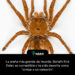 La araña más grande del mundo, Goliath Bird Eater, es comestible y ha sido descrita como "similar a un camarón".