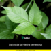 Datos de la hiedra venenosa