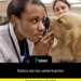 Datos de los veterinarios