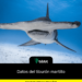 Datos del tiburón martillo