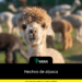 Hechos de alpaca