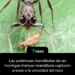 Las poderosas mandíbulas de las hormigas trampa-mandíbula capturan presas a la velocidad del rayo