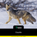 Coyote
