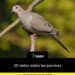 20 datos sobre las palomas