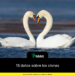 13 datos sobre los cisnes