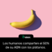 Los humanos comparten el 50% de su ADN con los plátanos.